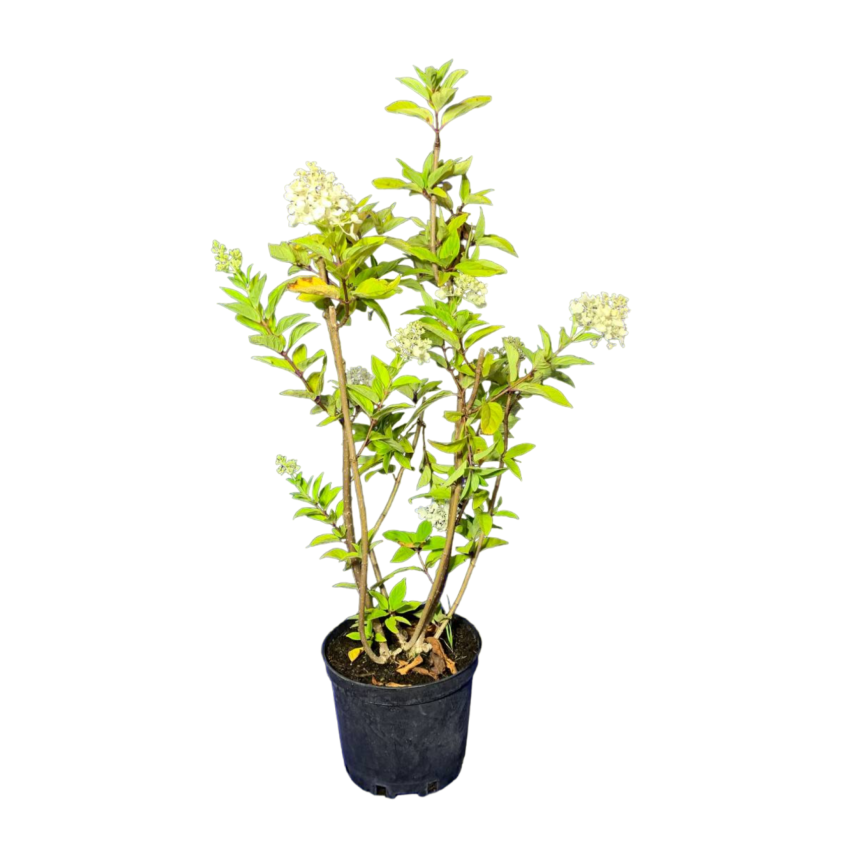 Гортензия метельчатая (Hydrangea paniculata Grandiflora С3/40-60)