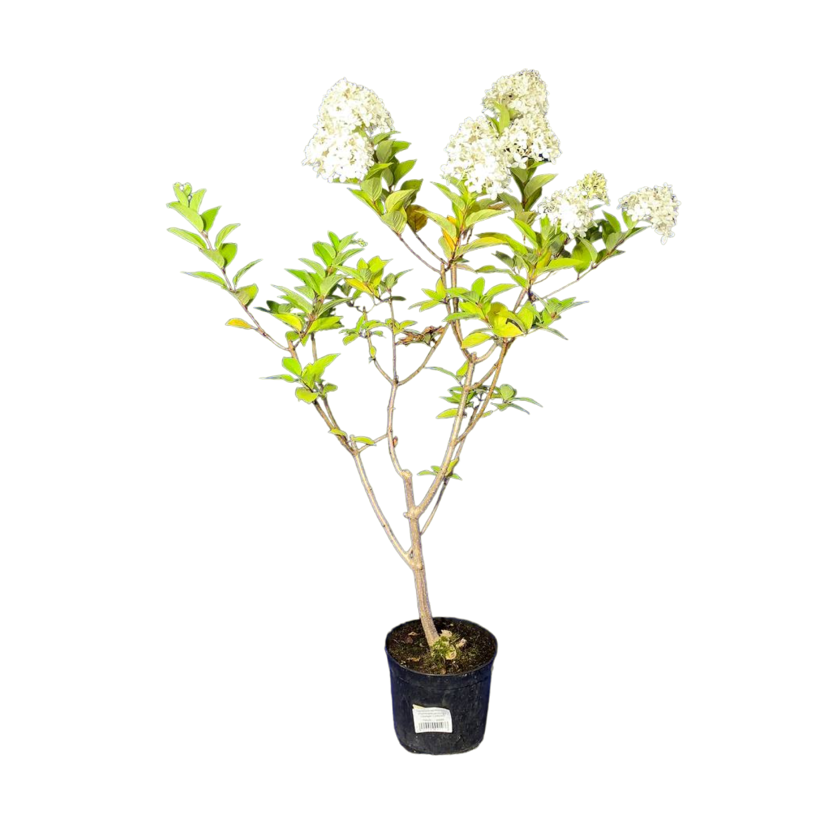 Гортензия метельчатая (Hydrangea paniculata Limelight С3/40-60)