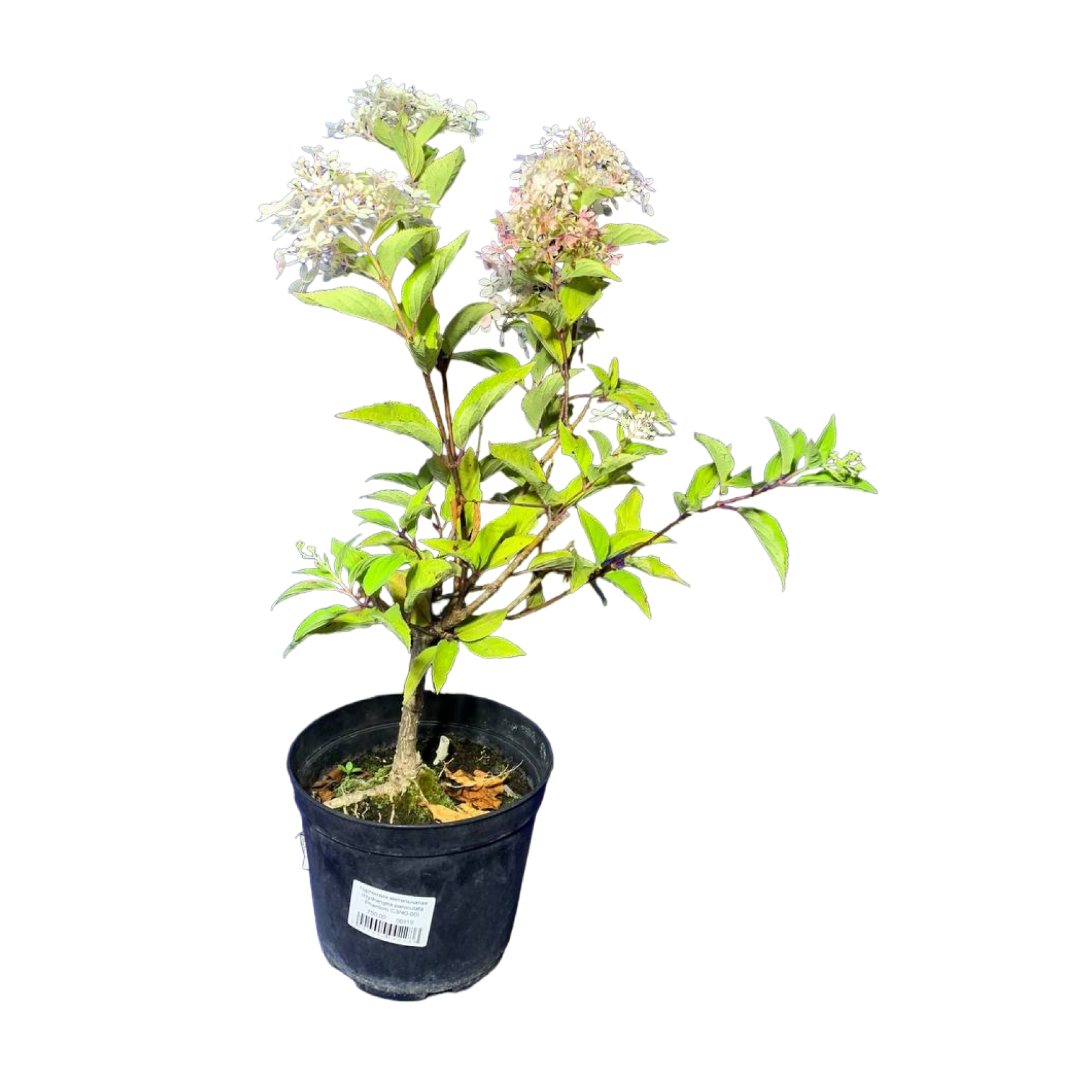 Гортензия метельчатая (Hydrangea paniculata Phantom С3/40-60)