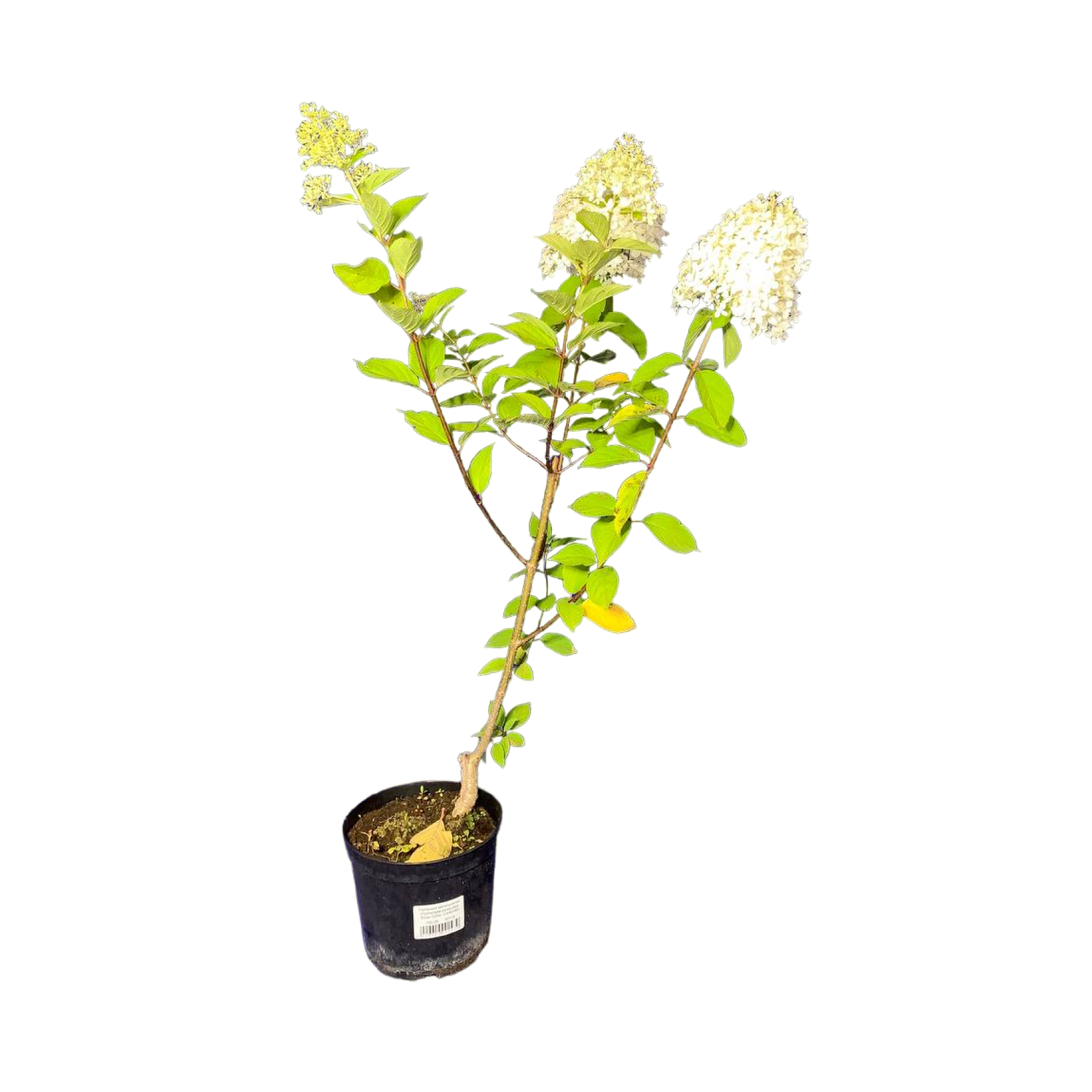 Гортензия метельчатая (Hydrangea paniculata Silver Dollar С3/40-60)