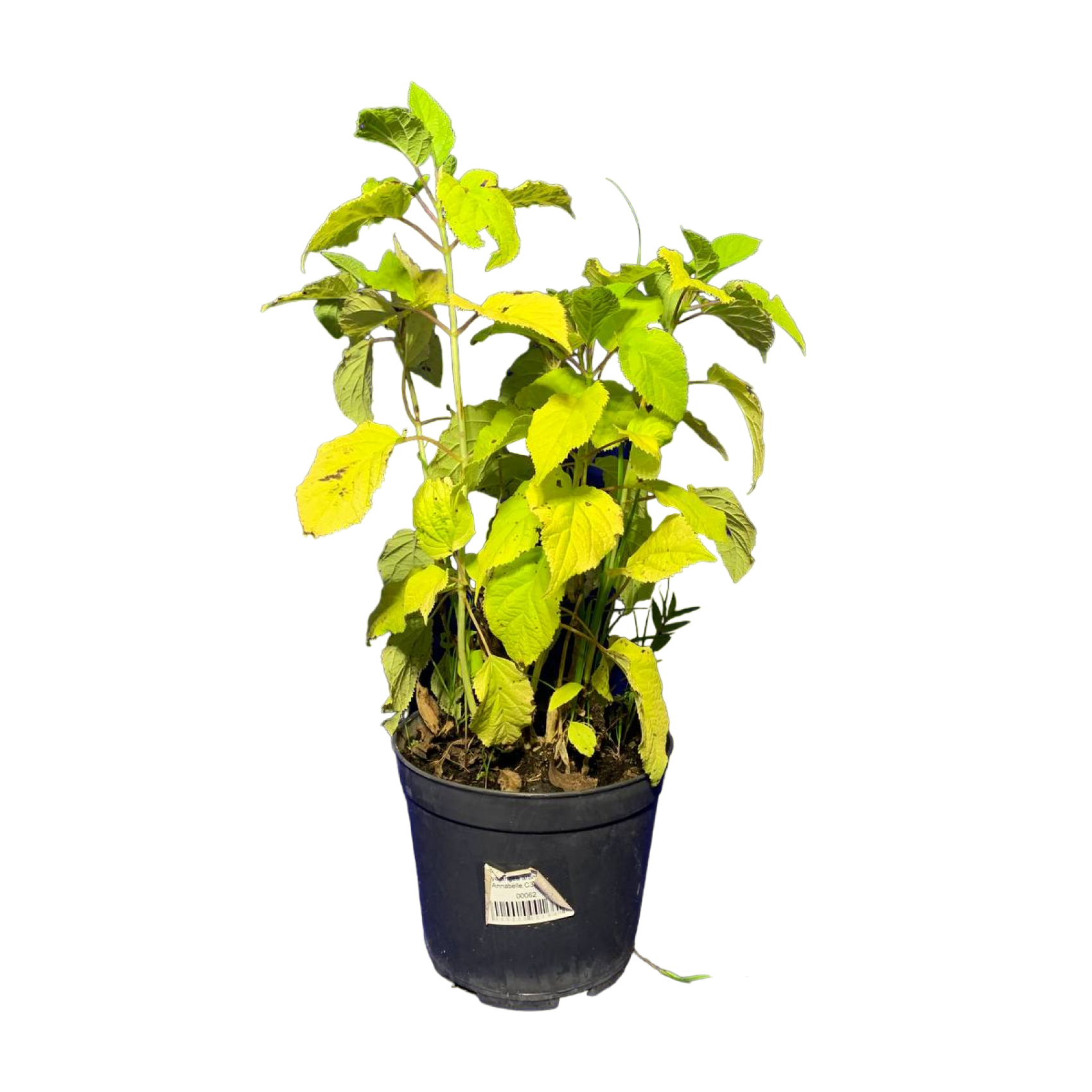 Гортензия метельчатая (Hydrangea paniculata Vanille Fraise С2)