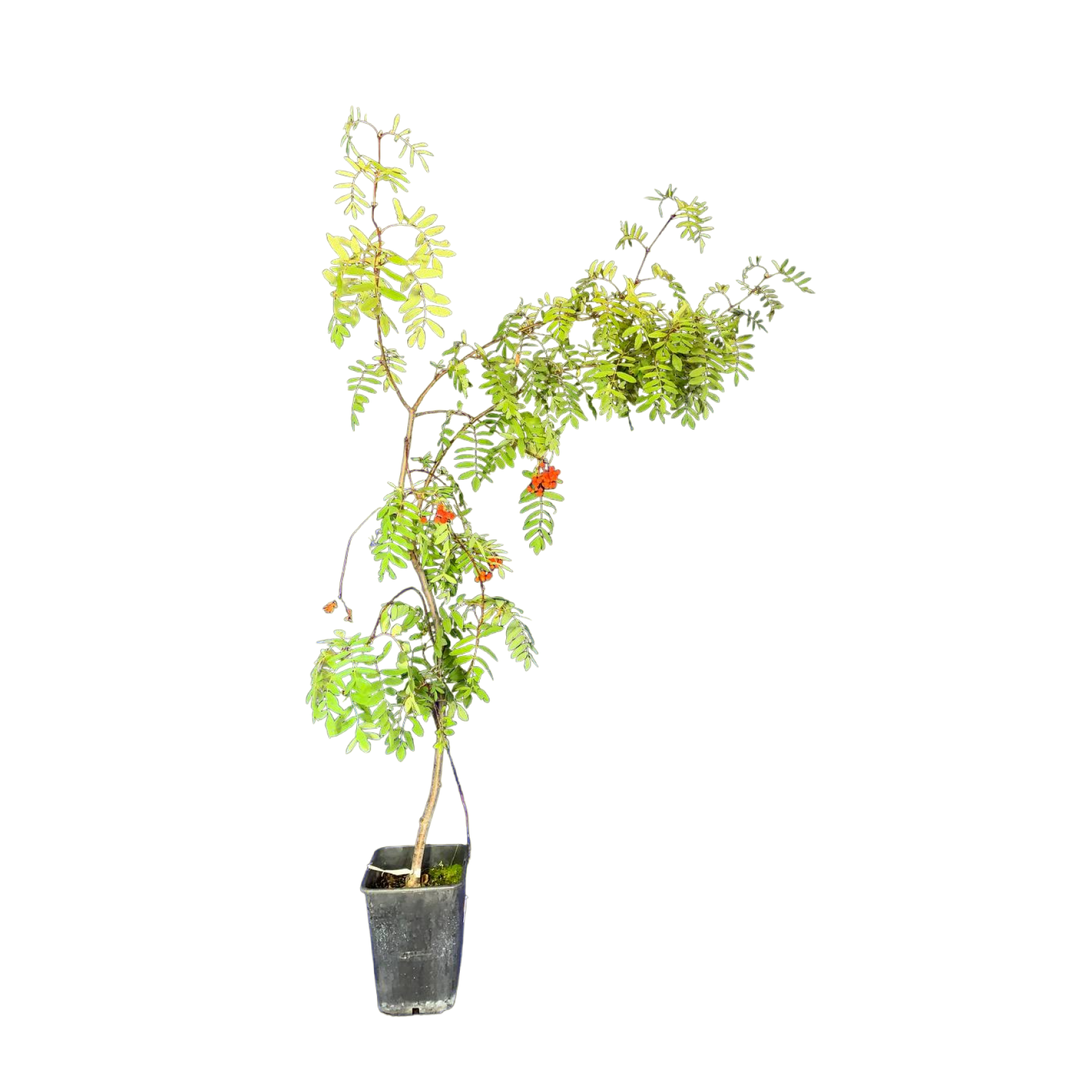 Рябина обыкновенная (Sorbus aucuparia Невеженская С7р)