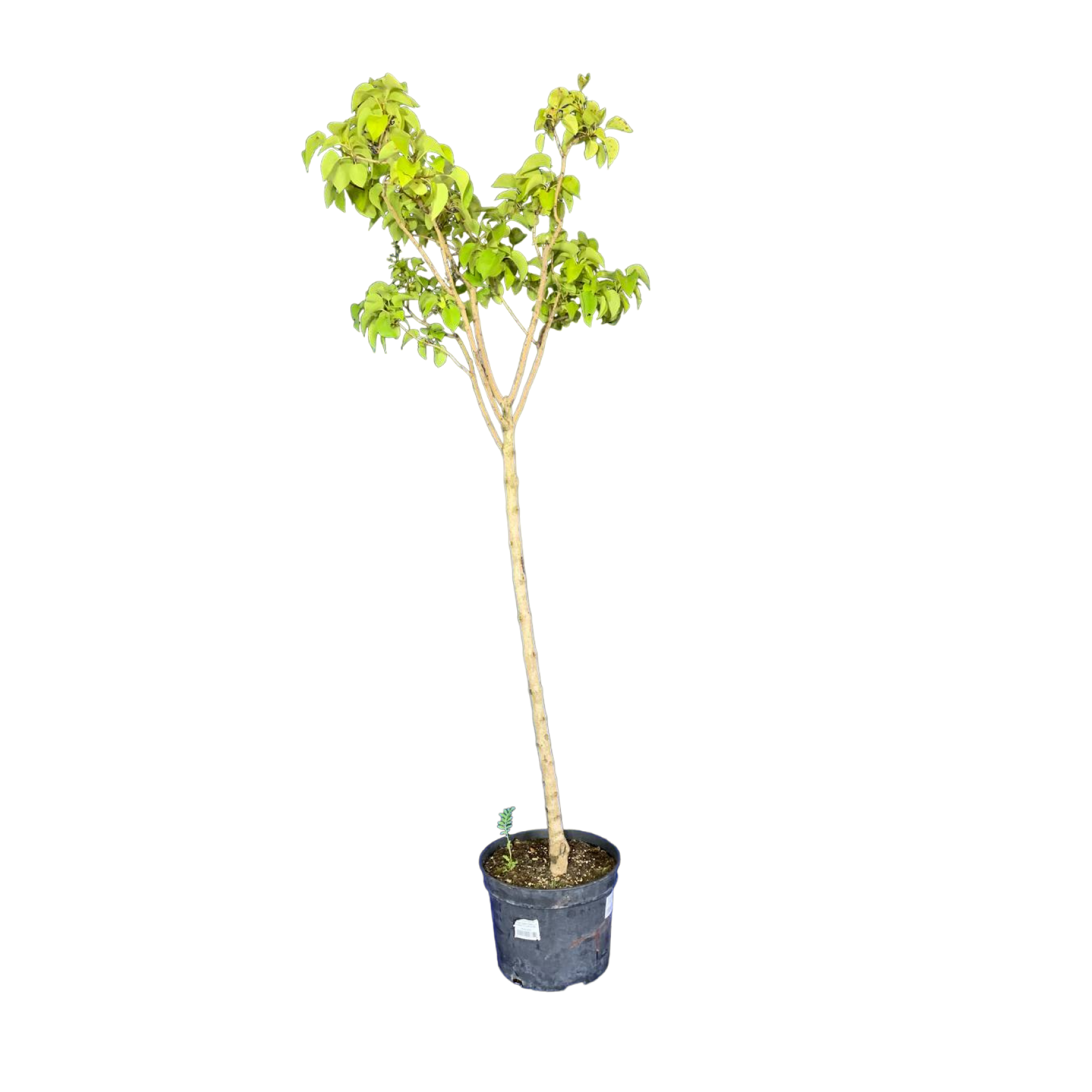 Сирень обыкновенная (Syrínga vulgaris Aucubaefolia С5р/60-80)