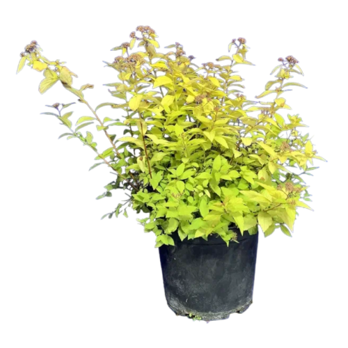 Спирея японская (Spiraea japonica Golden Princess С3/30-50)