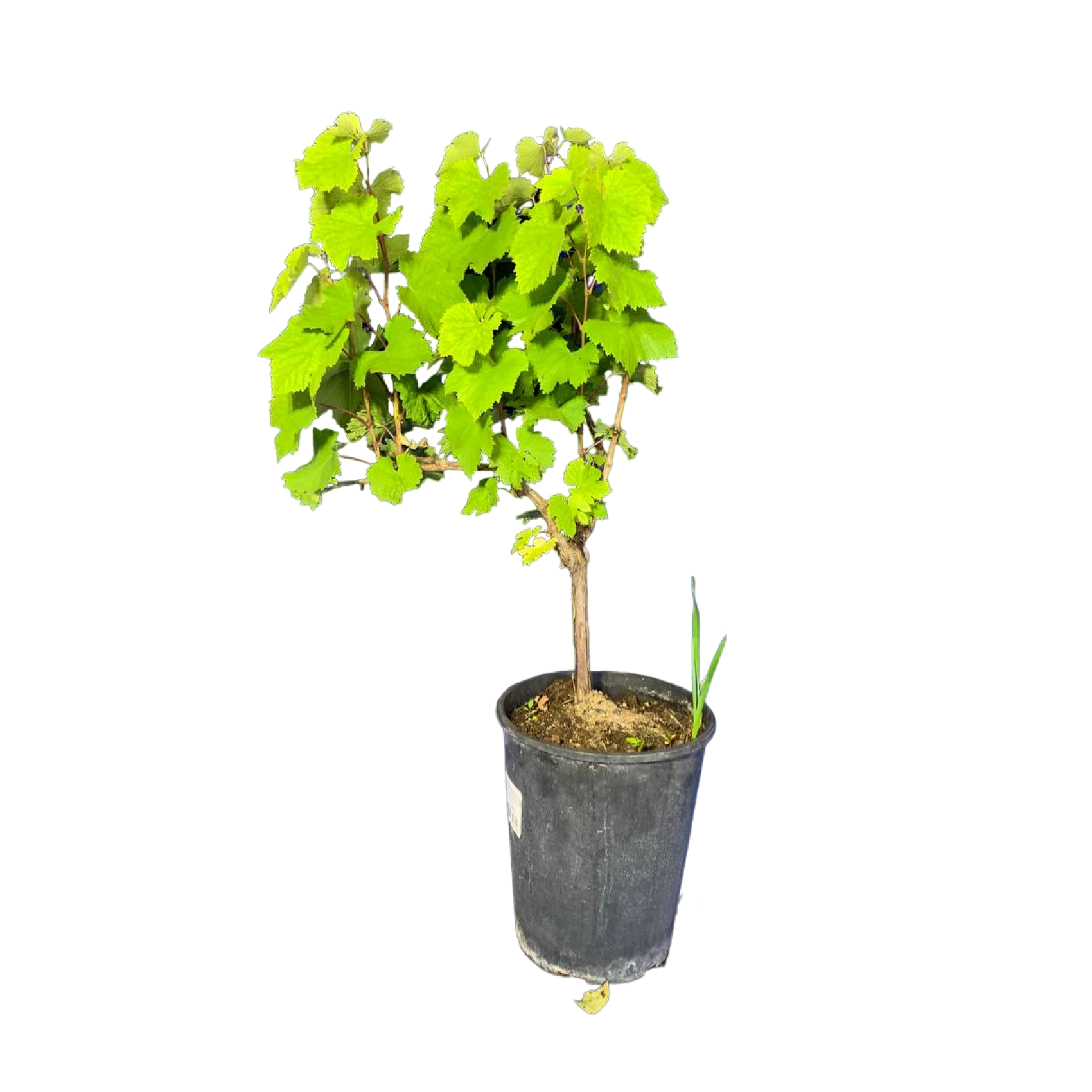 Виноград плодовый (Vitis parthenocissus плодовый Августин С4р)