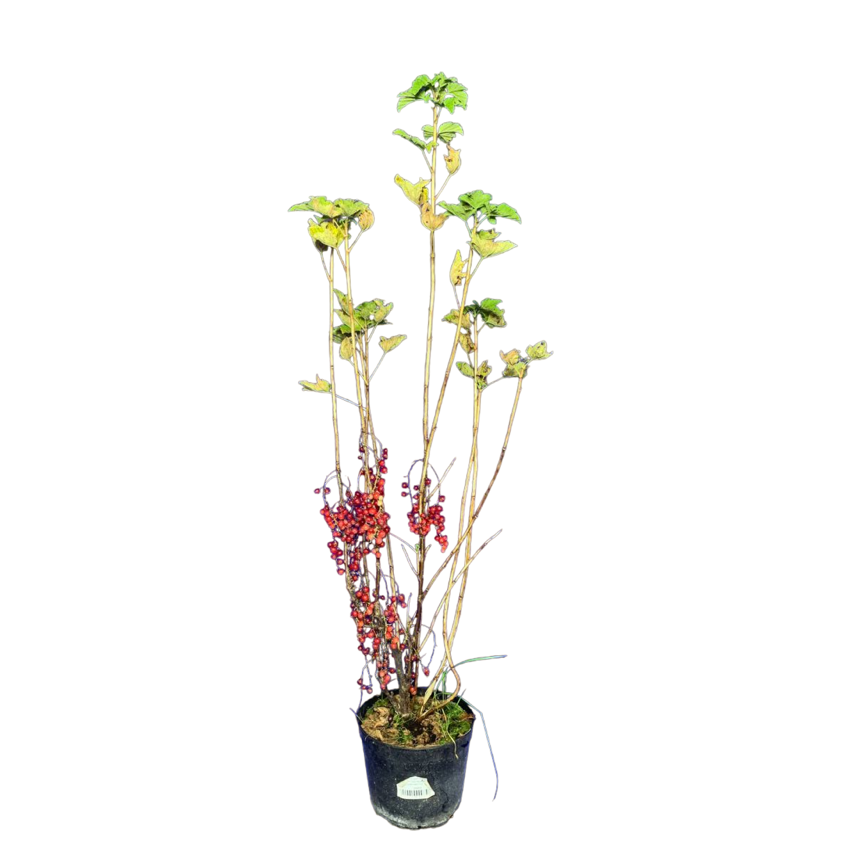 Смородина красная (Ribes rubrum Голландская красная С3)