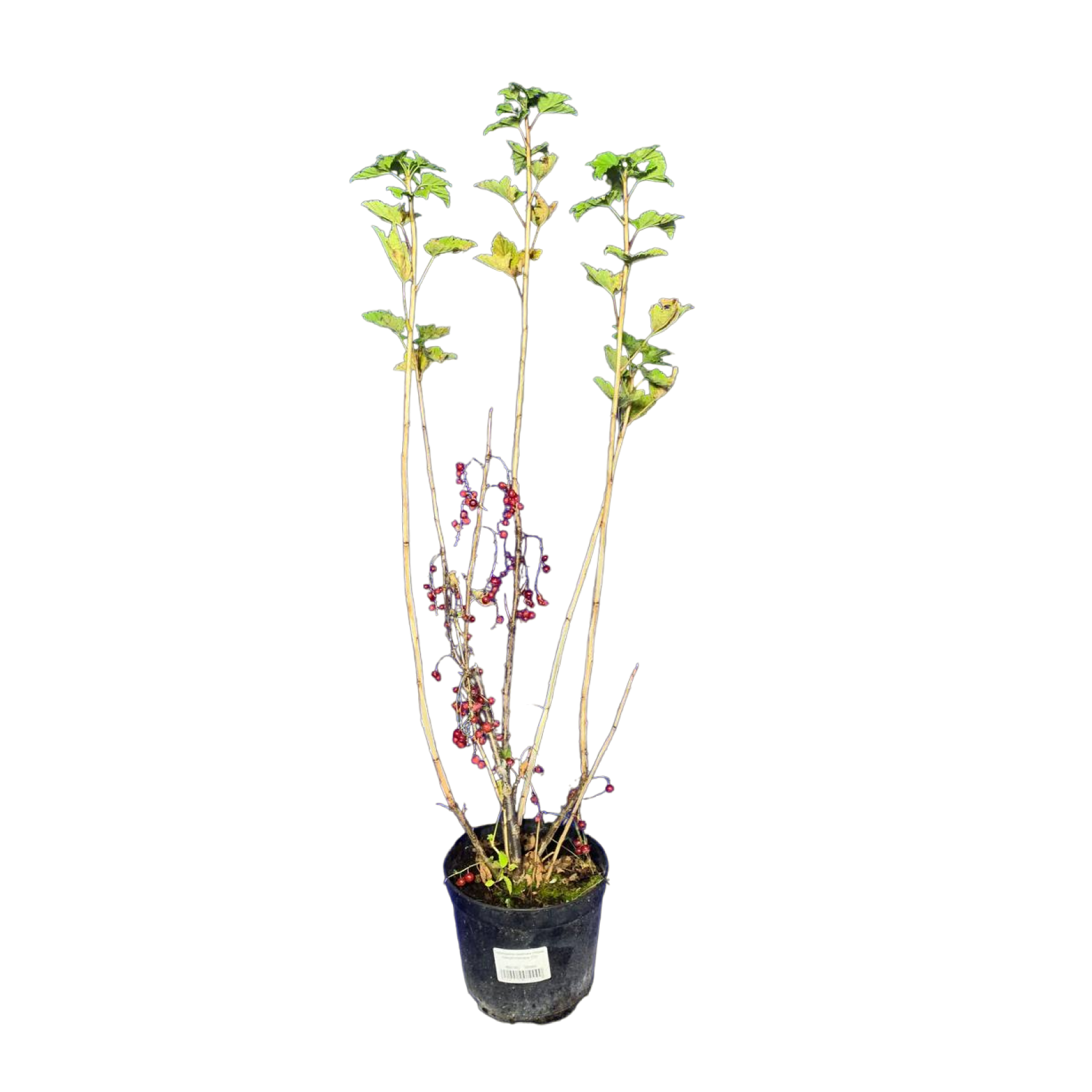 Смородина красная (Ribes rubrum Натали С3)