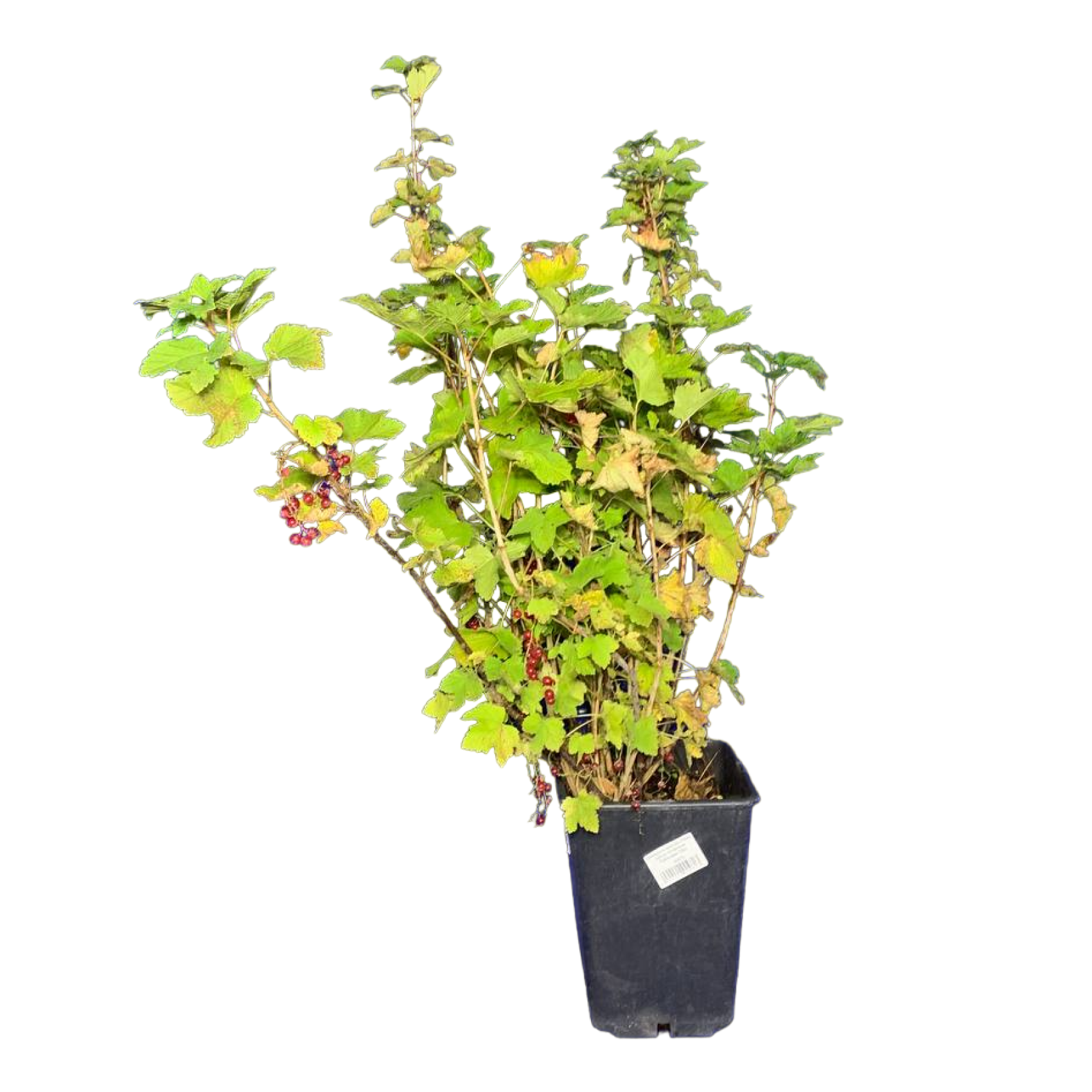 Смородина красная (Ribes rubrum Алтайская Рубиновая С5р)