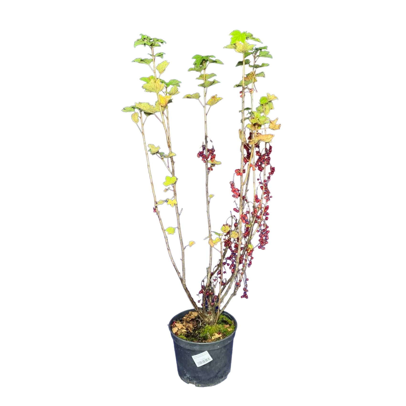 Смородина красная (Ribes rubrum Мармеладница С5)