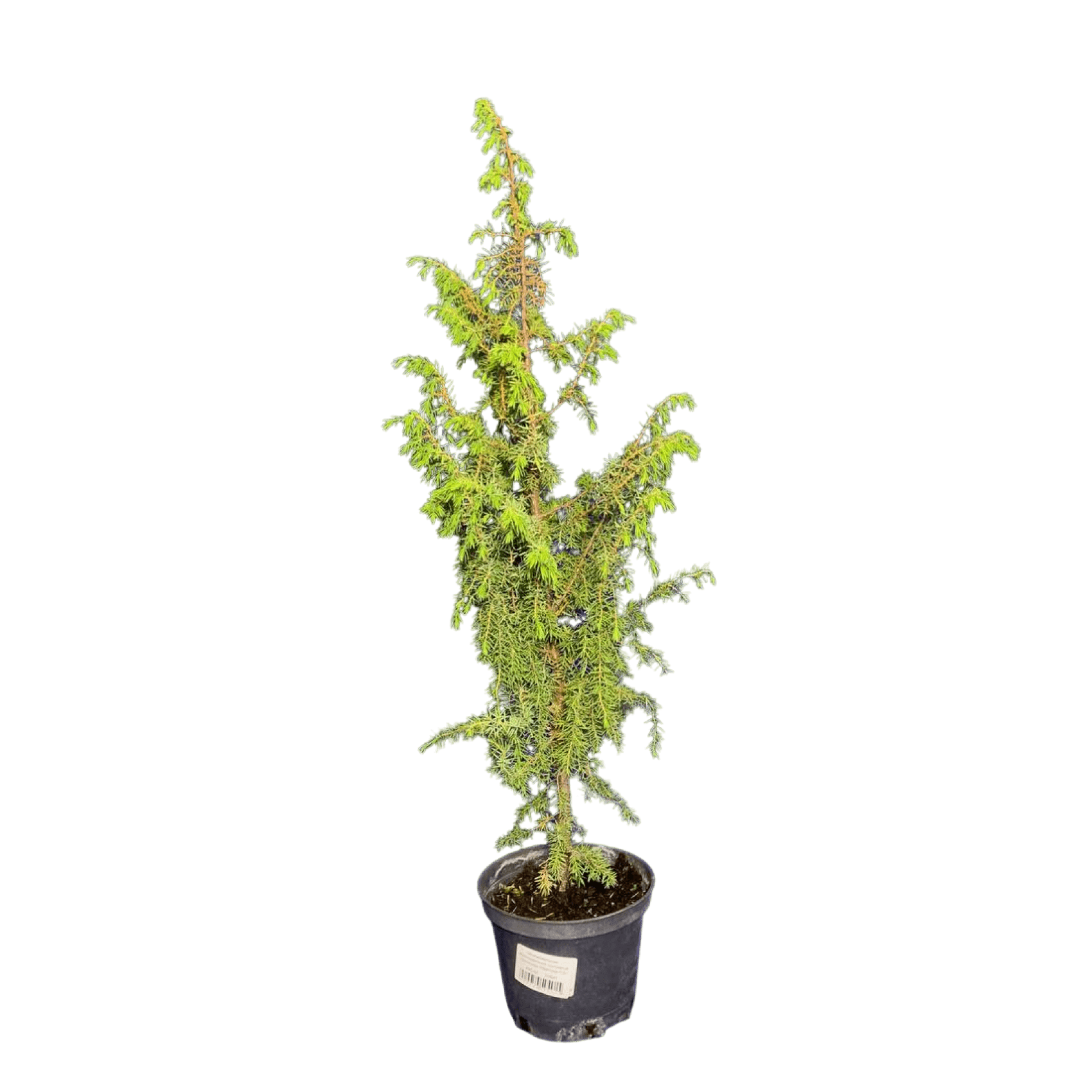 Можжевельник обыкновенный (Juniperus communis Hibernica)