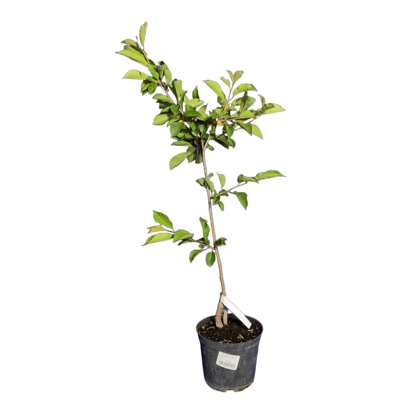 Вишня колоновидная (Prunus Восторг) С3