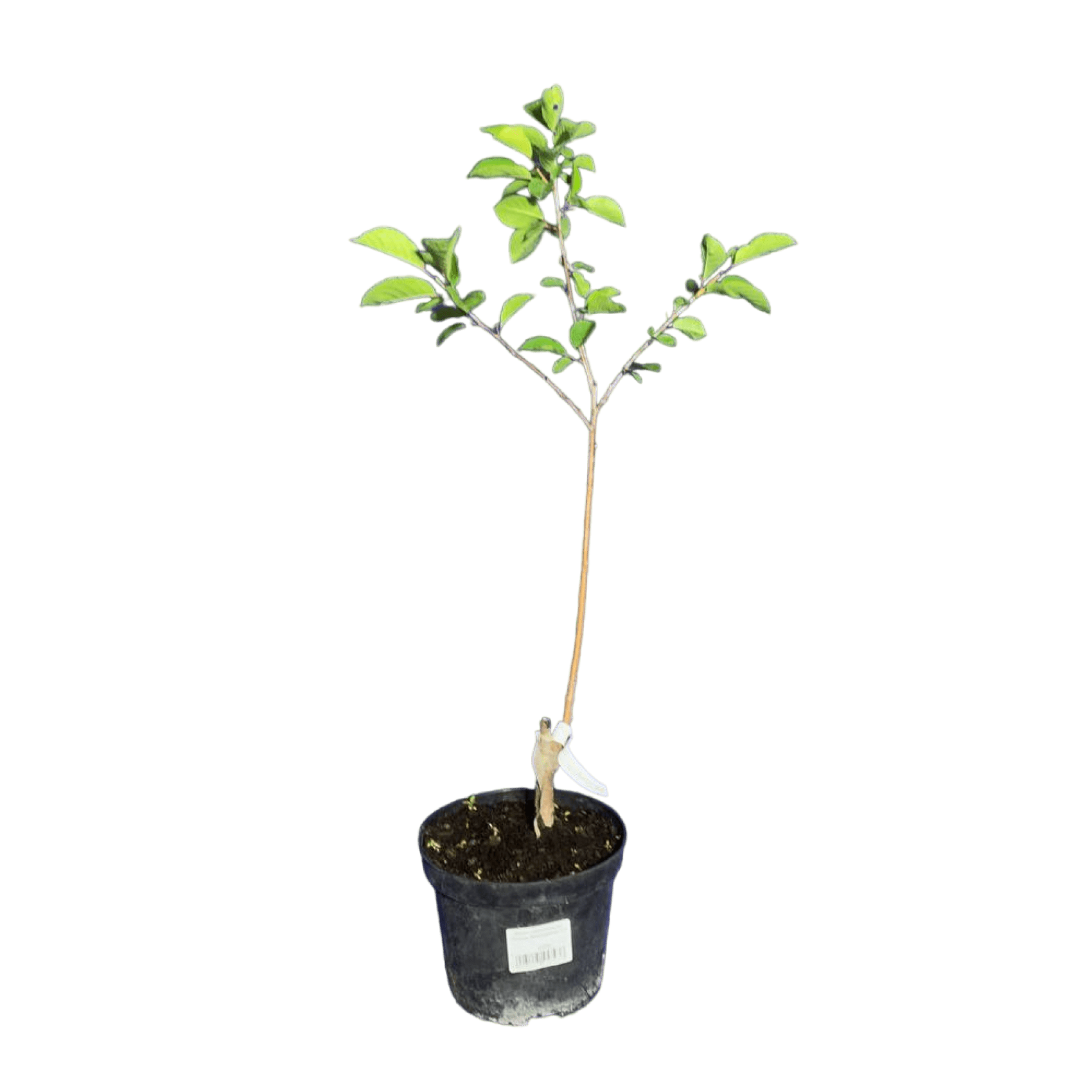 Вишня колоновидная (Prunus Восхищение) С3