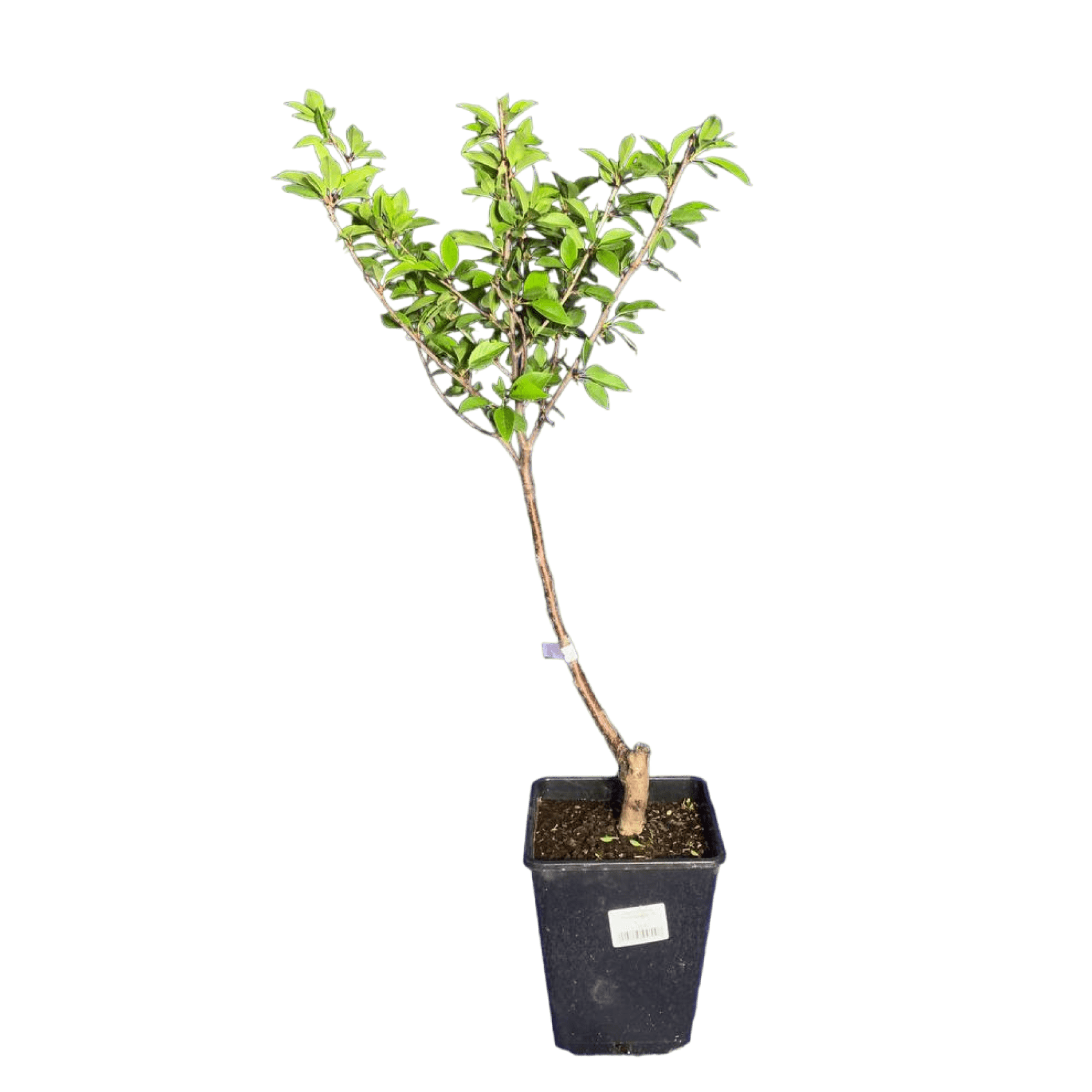 Вишня (Prunus Шоколадница) С6