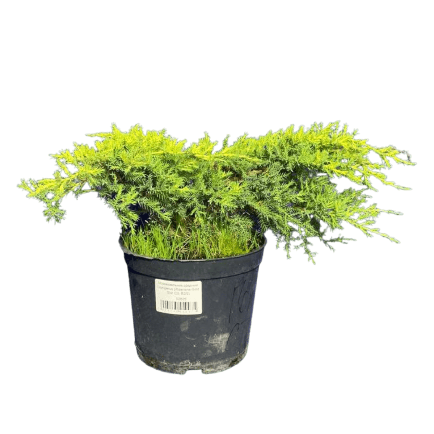 Можжевельник средний (Juniperus pfitzeriana Gold Star C3, В2/2)