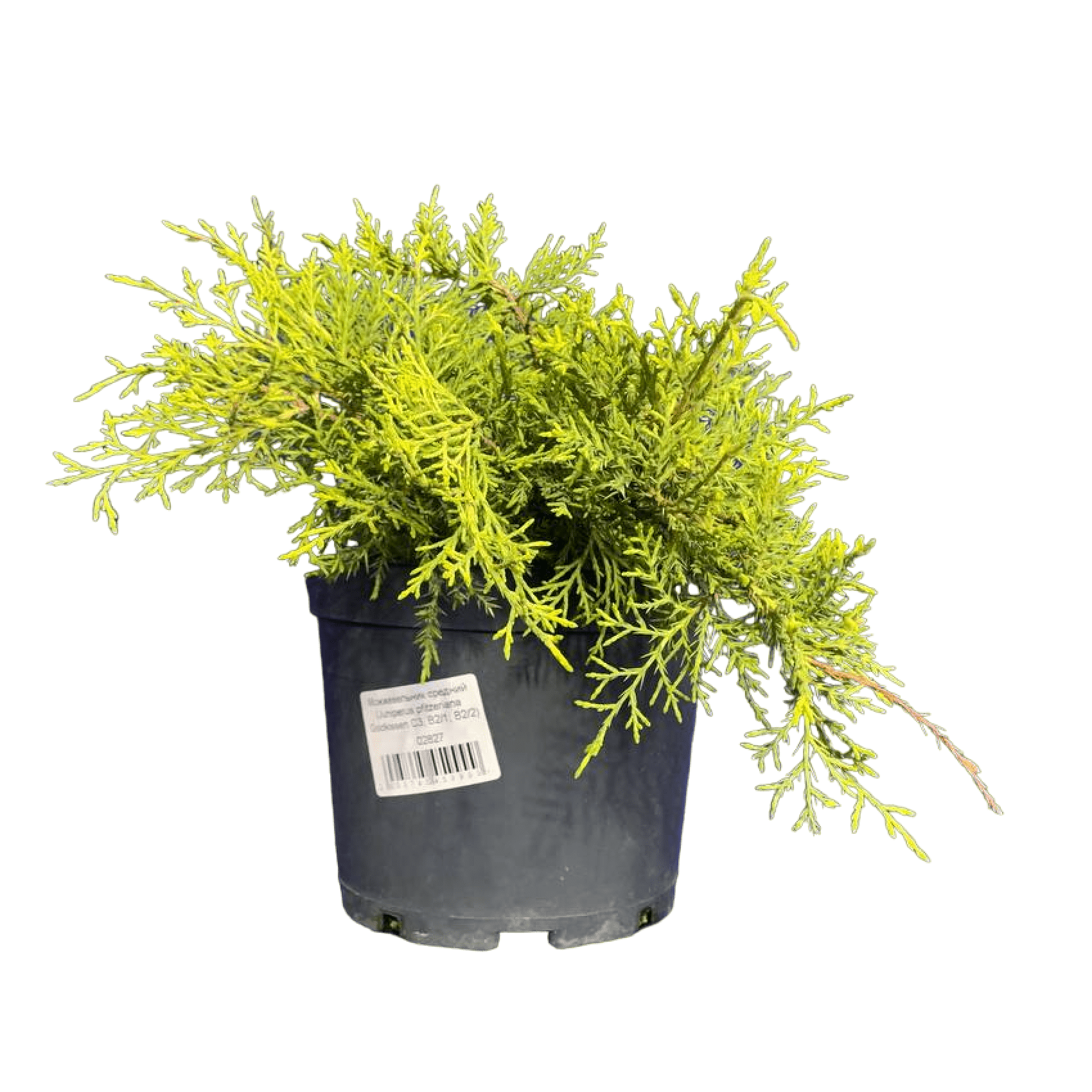 Можжевельник средний (Juniperus pfitzeriana Goldkissen C3, В2/1; В2/2)