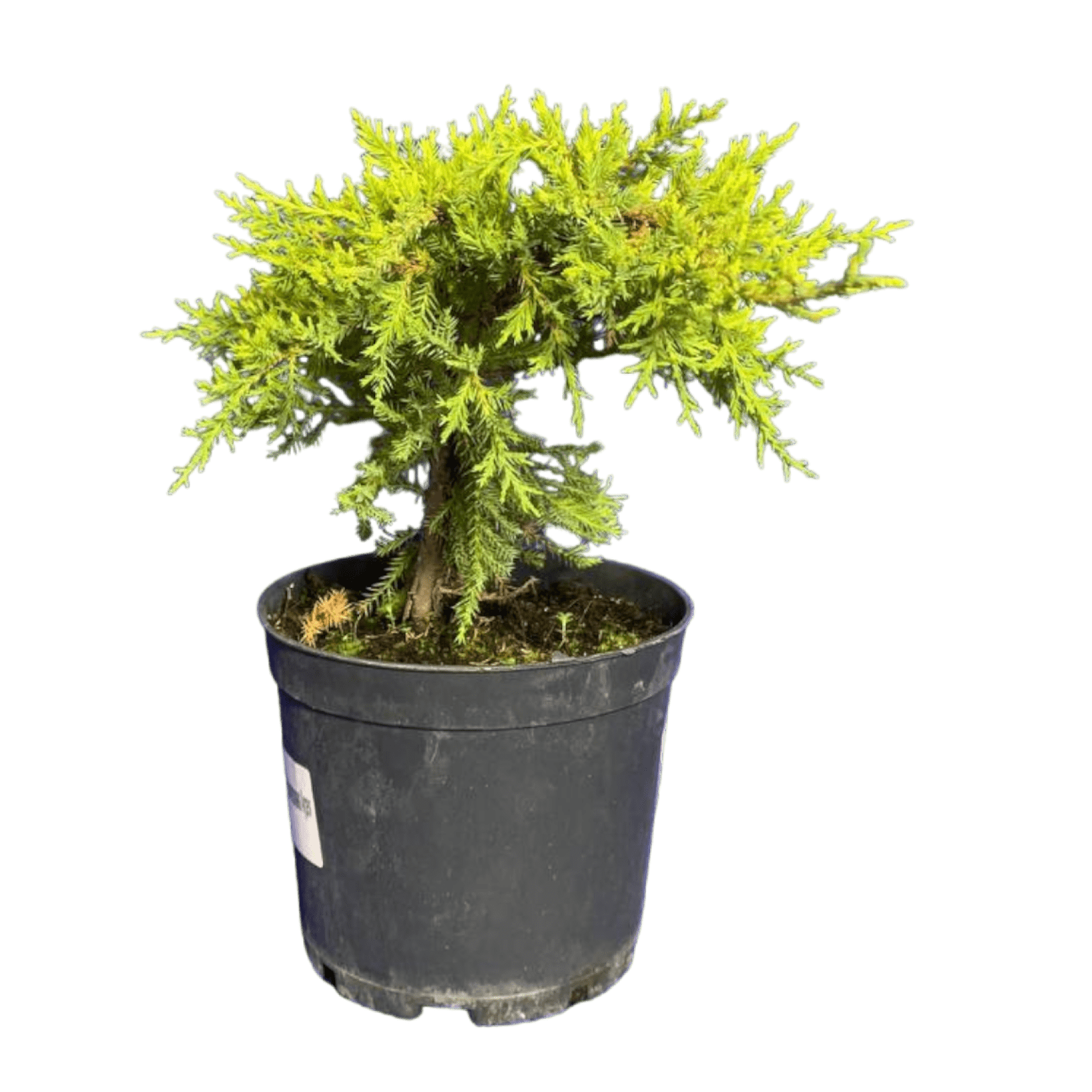 Можжевельник средний (Juniperus pfitzeriana Pfitzeriana Aurea C3, В2/2)