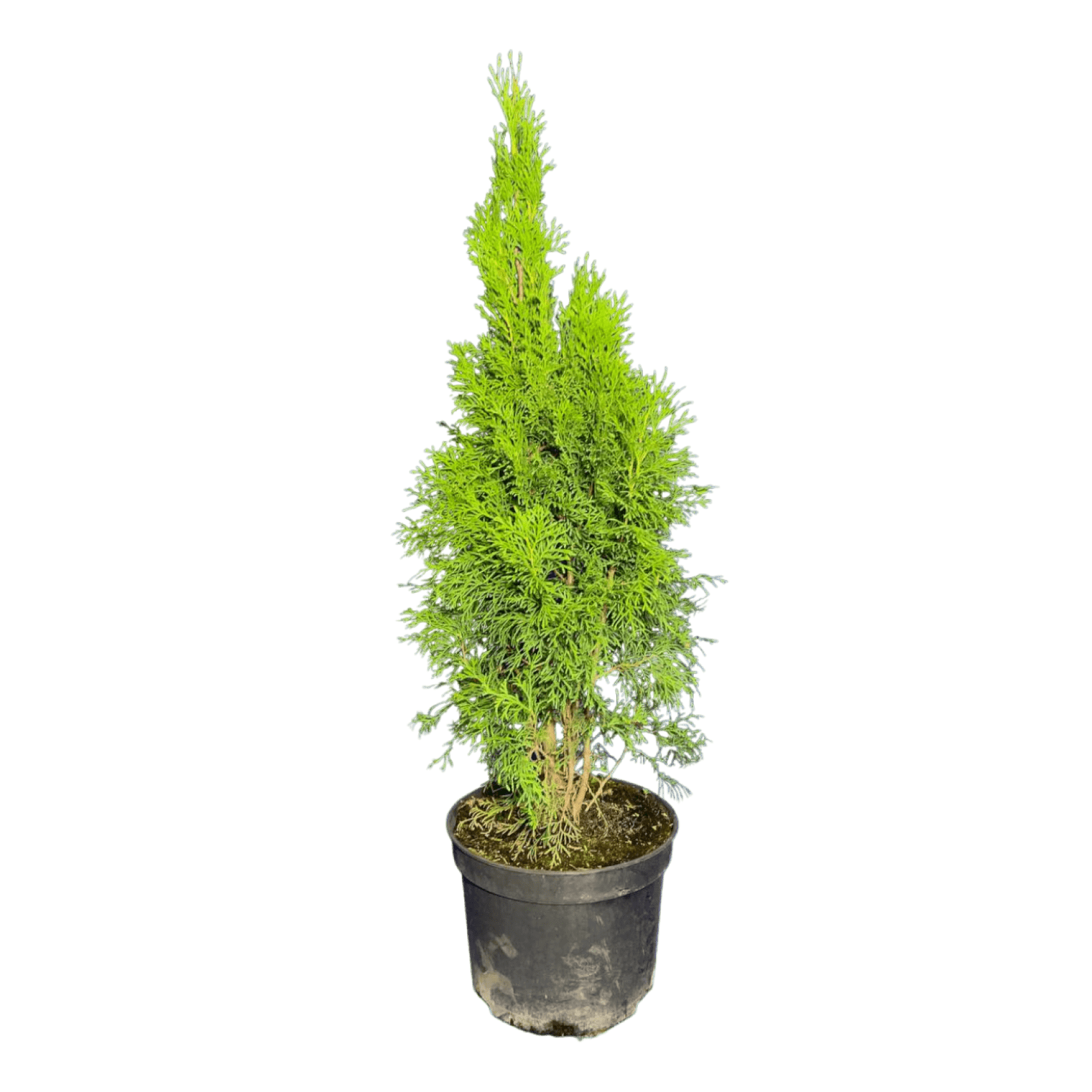 Туя западная (Thuja occidentalis Smaragd C10, 80-100 см, А1 (21))