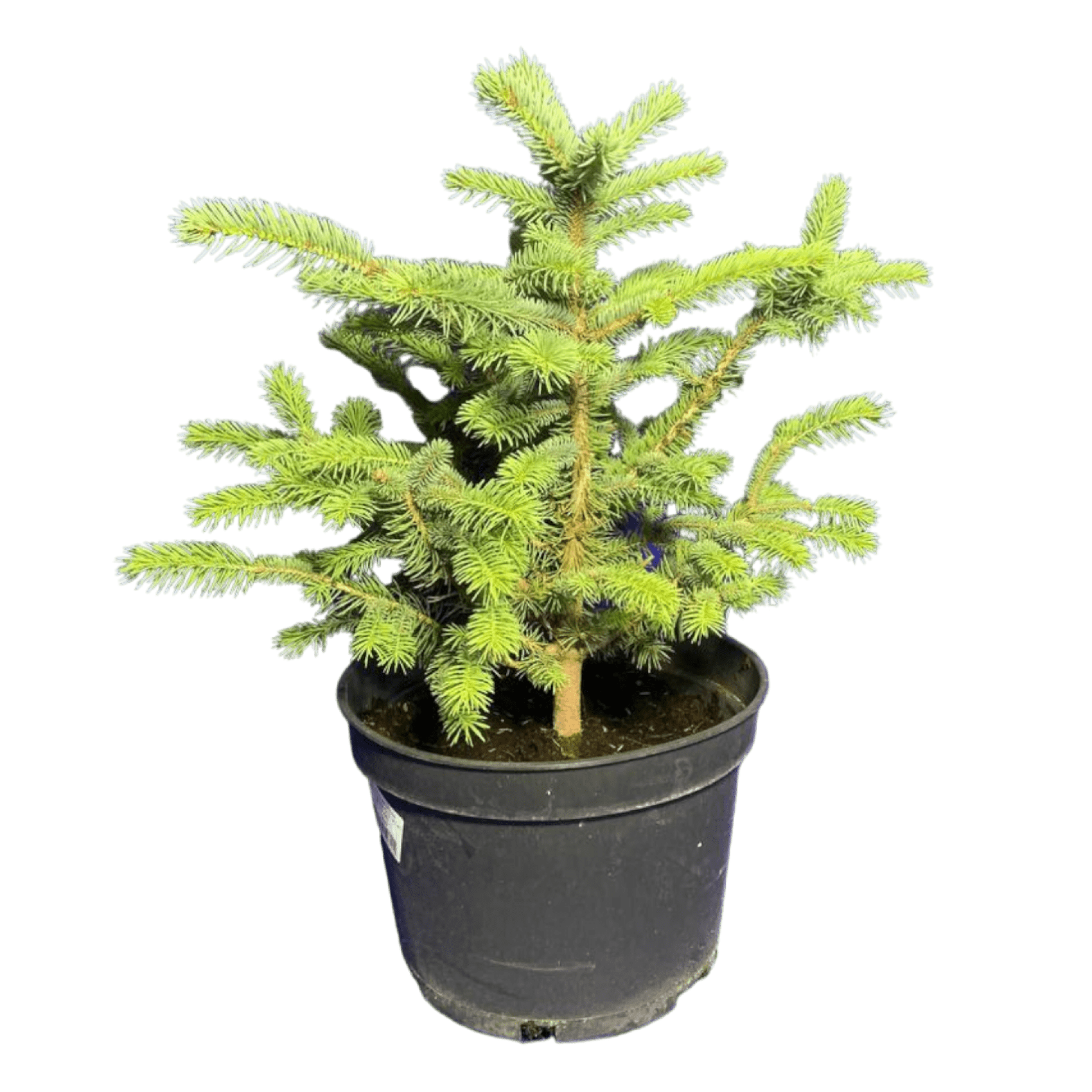 Ель колючая (Picea pungens Glauca C10, 20-40 см, Б5; Б6)