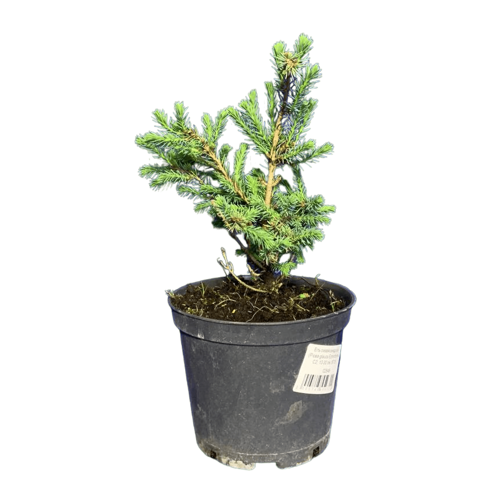 Ель сизая/канадская (Picea glauca Echiniformis C2, 10-30 см, В7/3)
