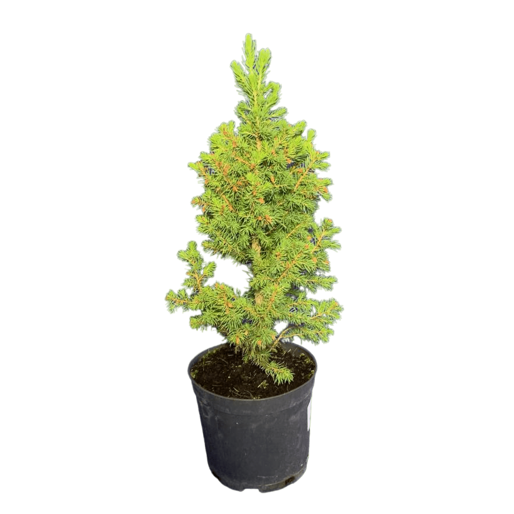 Ель сизая/канадская (Picea glauca Conica C3, 40-60 см, В5/1)