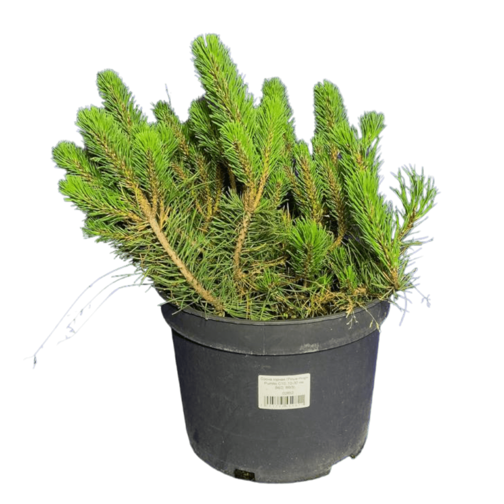 Сосна горная (Pinus mugo Pumilio C10, 10-30 см, В6/2; В6/3)
