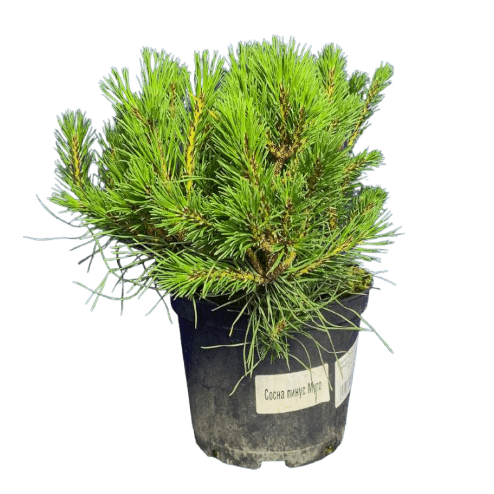 Сосна горная (Pinus mugo Mughus C2, 20-40 см, В7/4; В7/3)