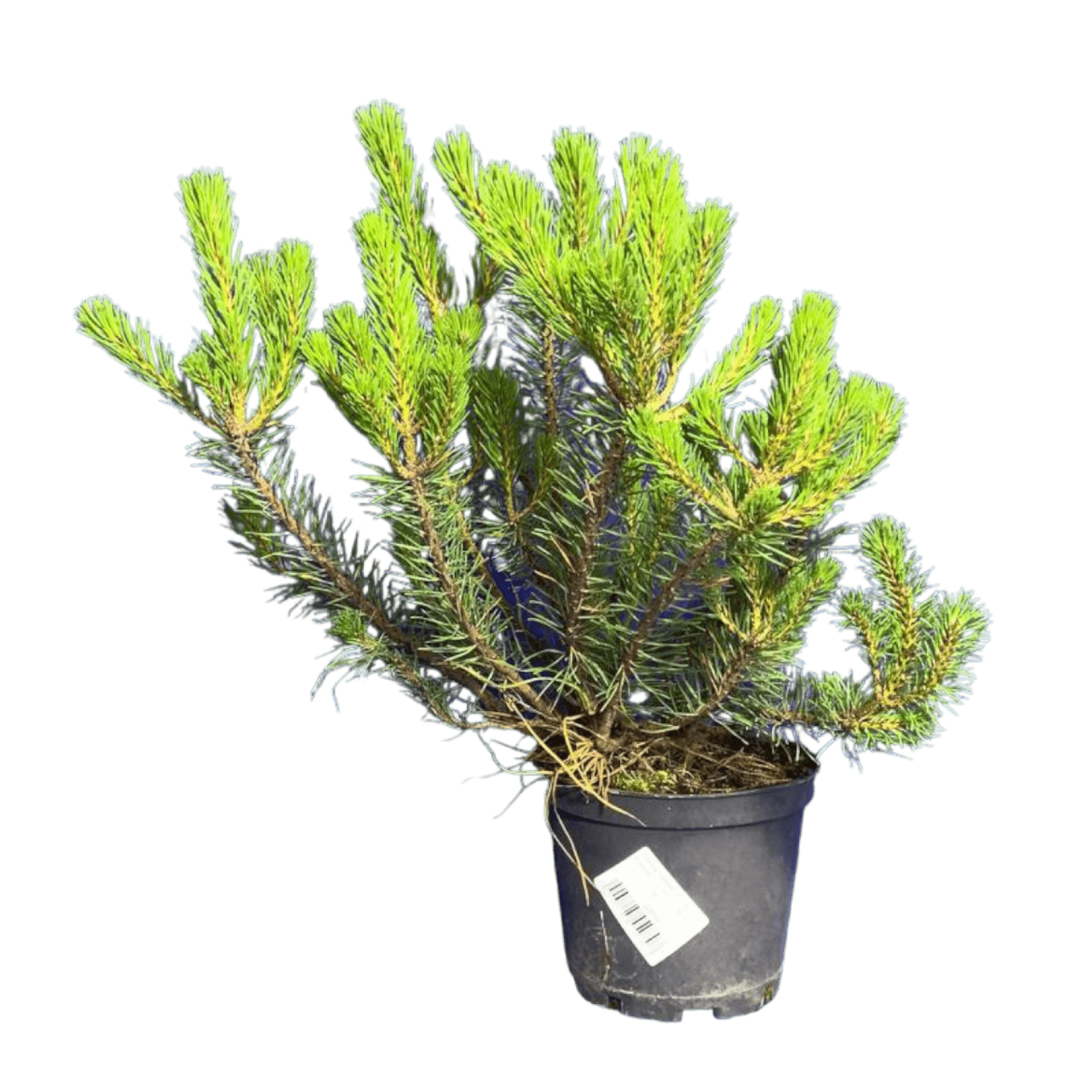 Сосна горная (Pinus mugo Pumilio C2, 10-20 см, В7/4; В7/1)