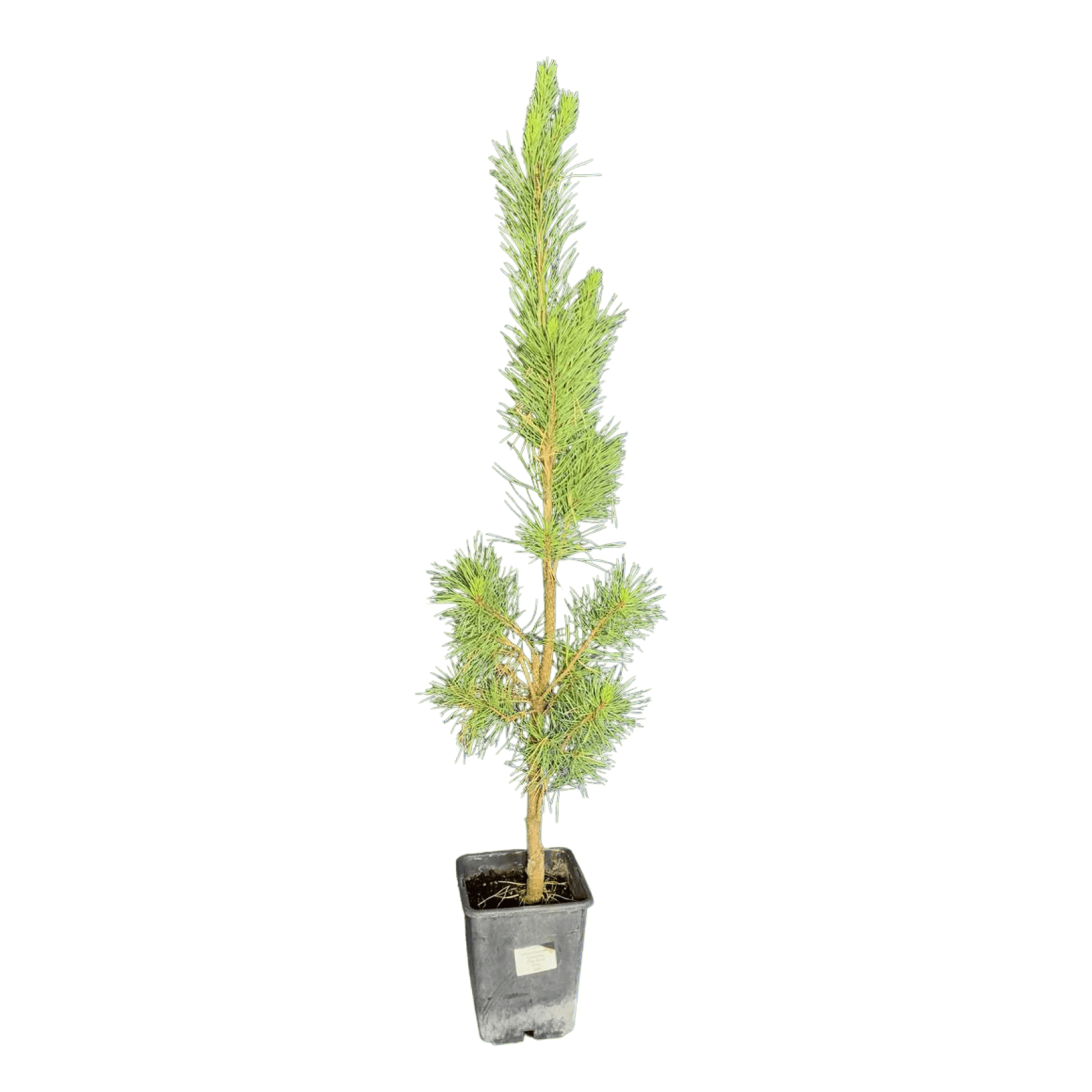Сосна обыкновенная (Pinus sylvestris Fastigiata C5р 50-60)