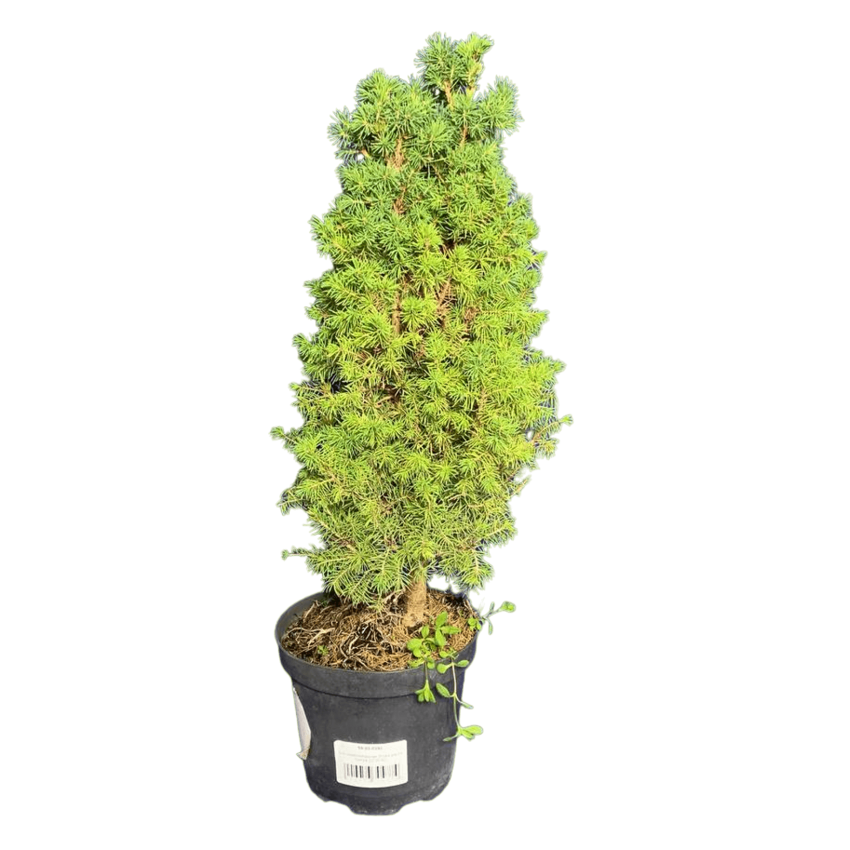 Ель сизая/канадская (Picea glauca Conica C2)