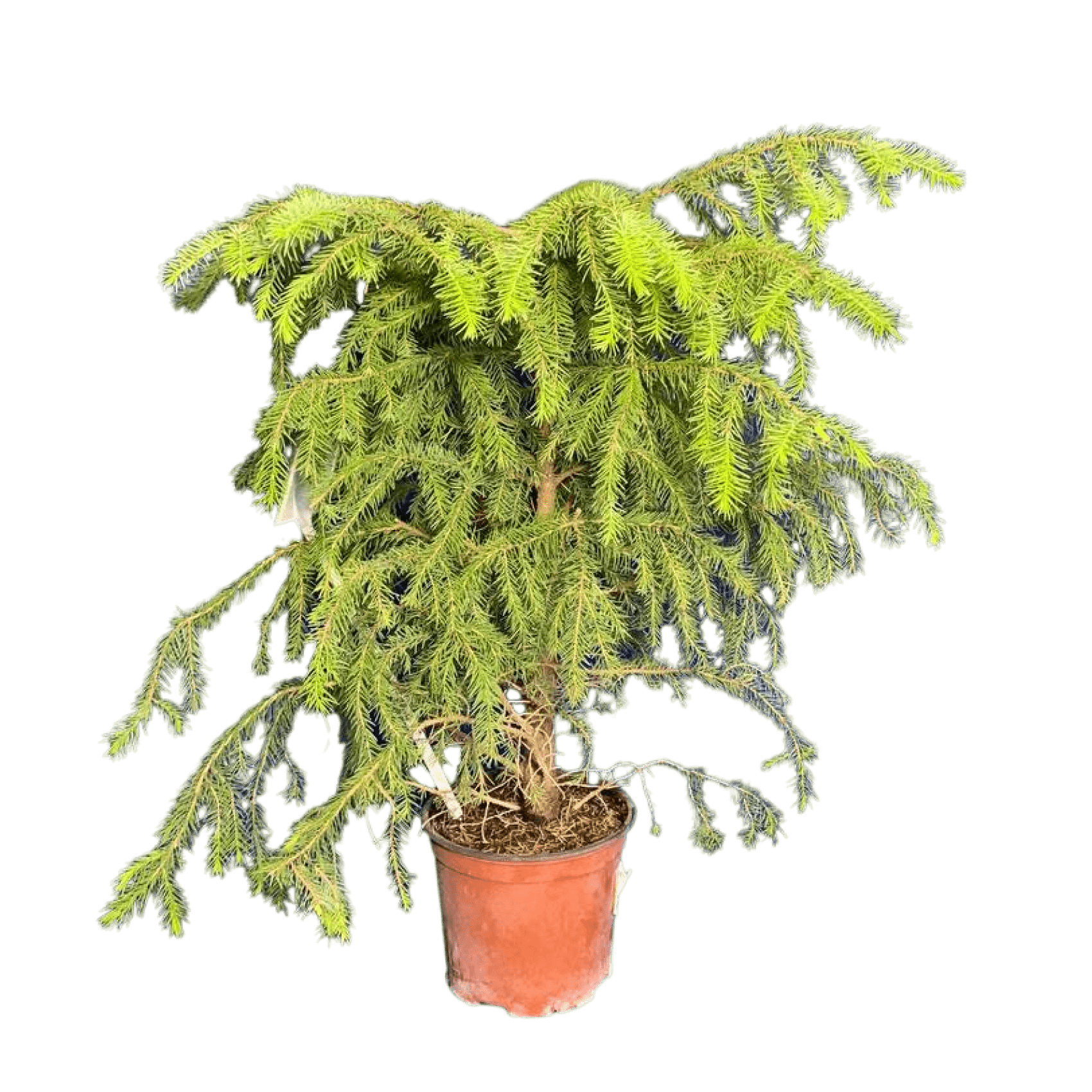 Ель сербская (Picea omorika C3 40-60)