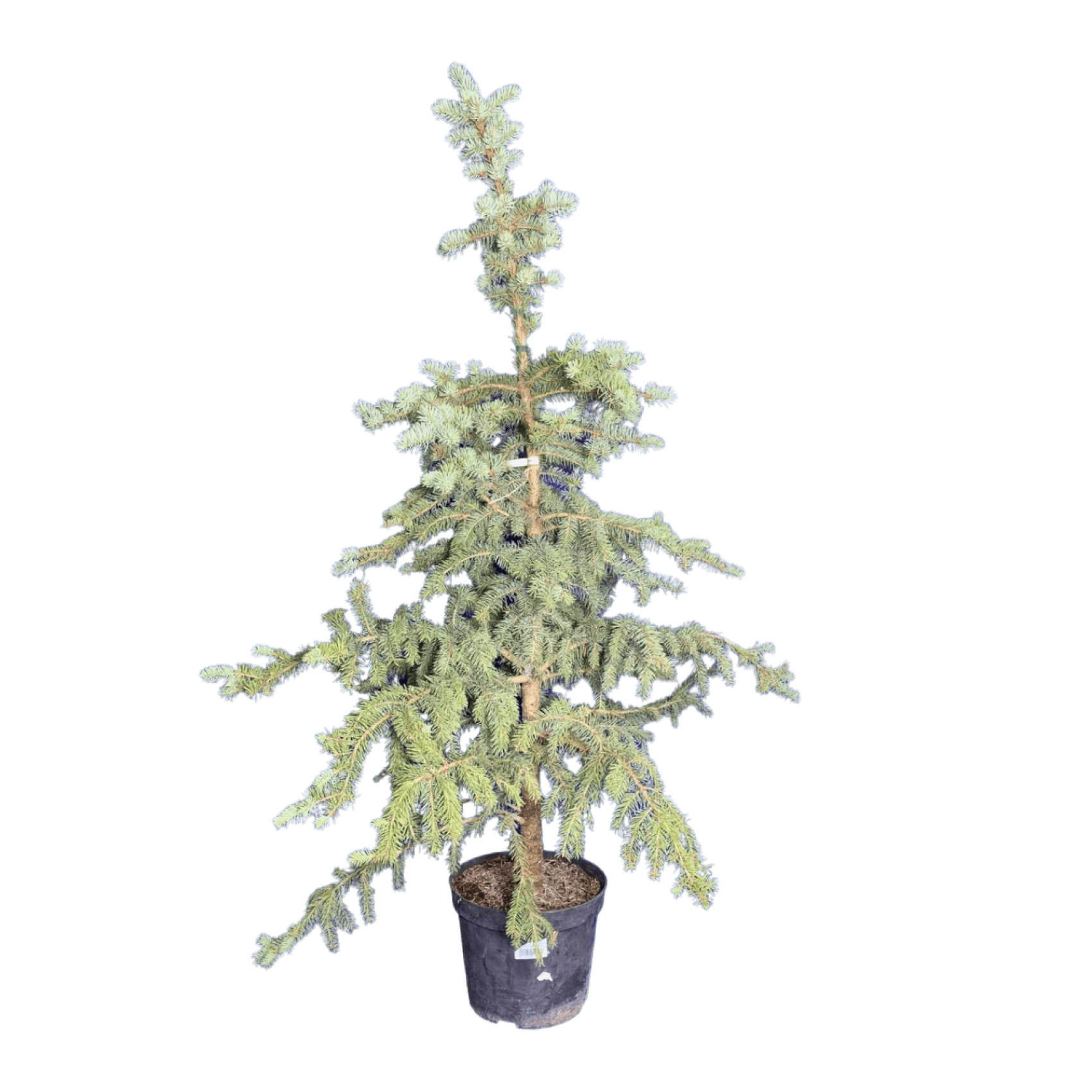Ель колючая (Picea pungens Glauca C10 80-100)