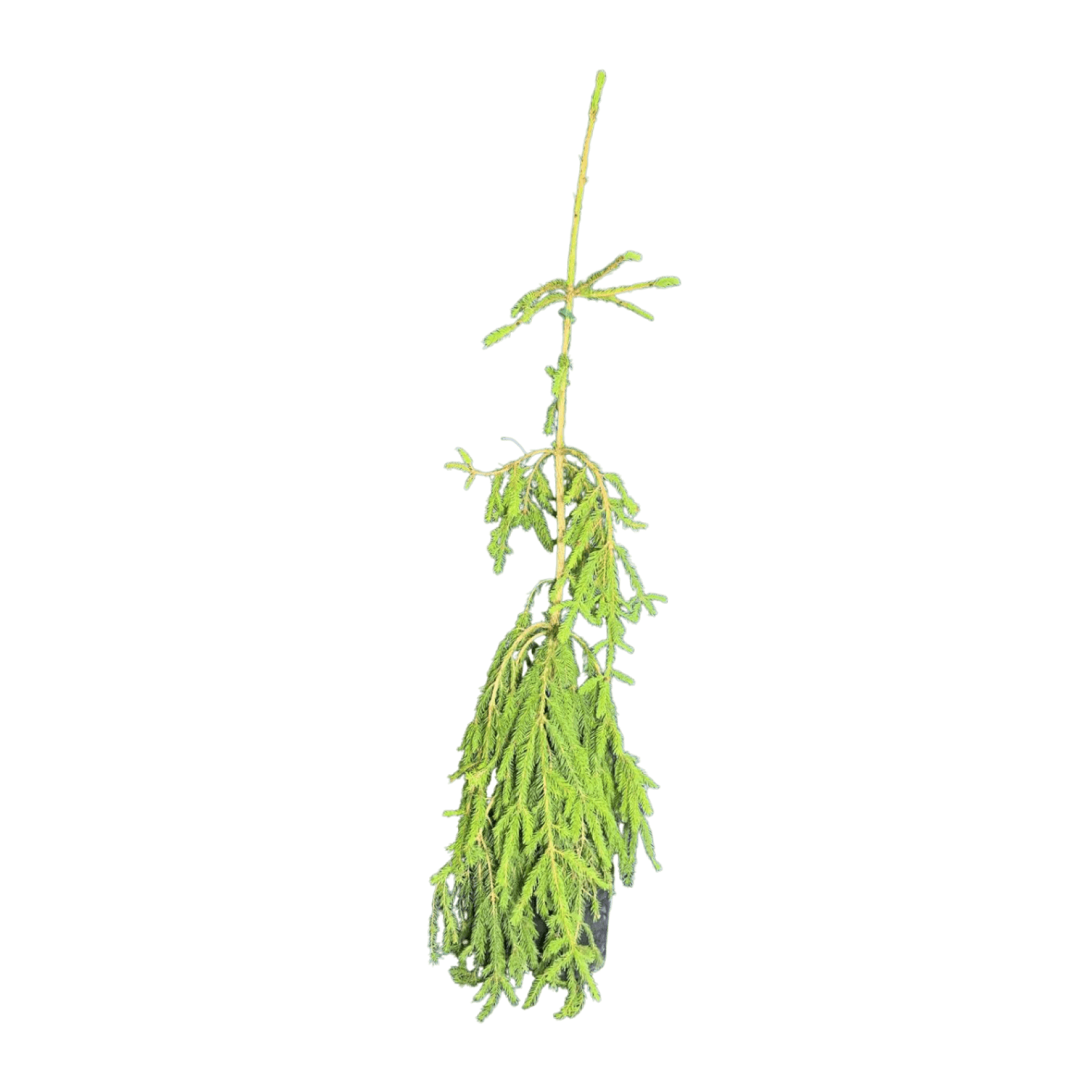 Ель обыкновенная (Picea abies Inversa C25 80-110)