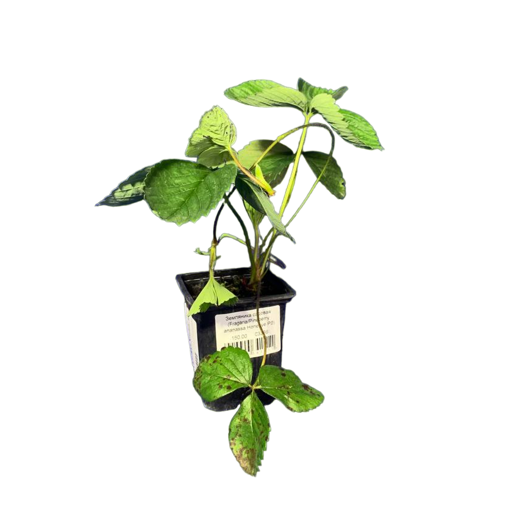 Земляника садовая (Fragaria/Pineberry ananassa Honeoye P9)