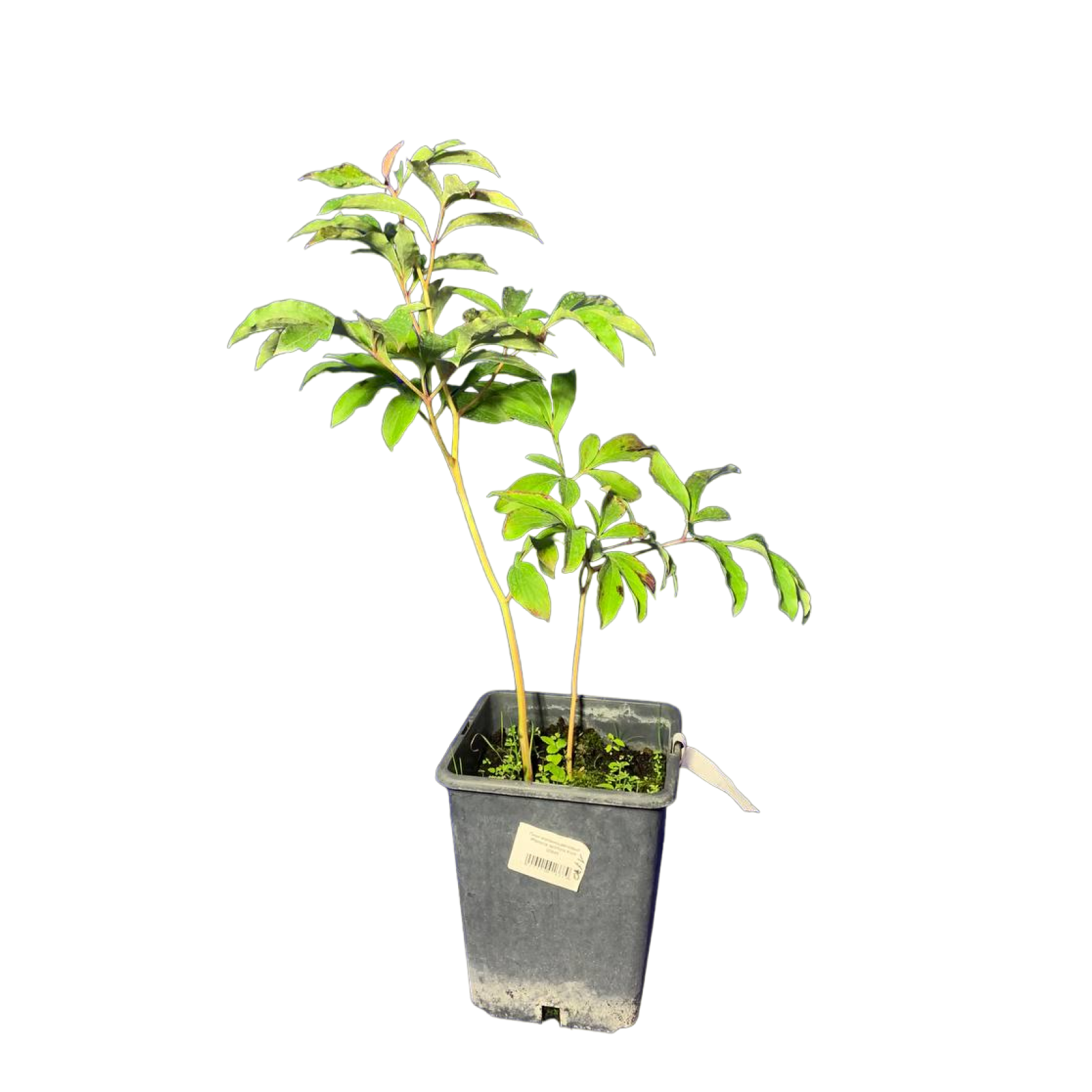 Пион молочноцветковый (Paeonia lactiflora Alice Harding C5р)