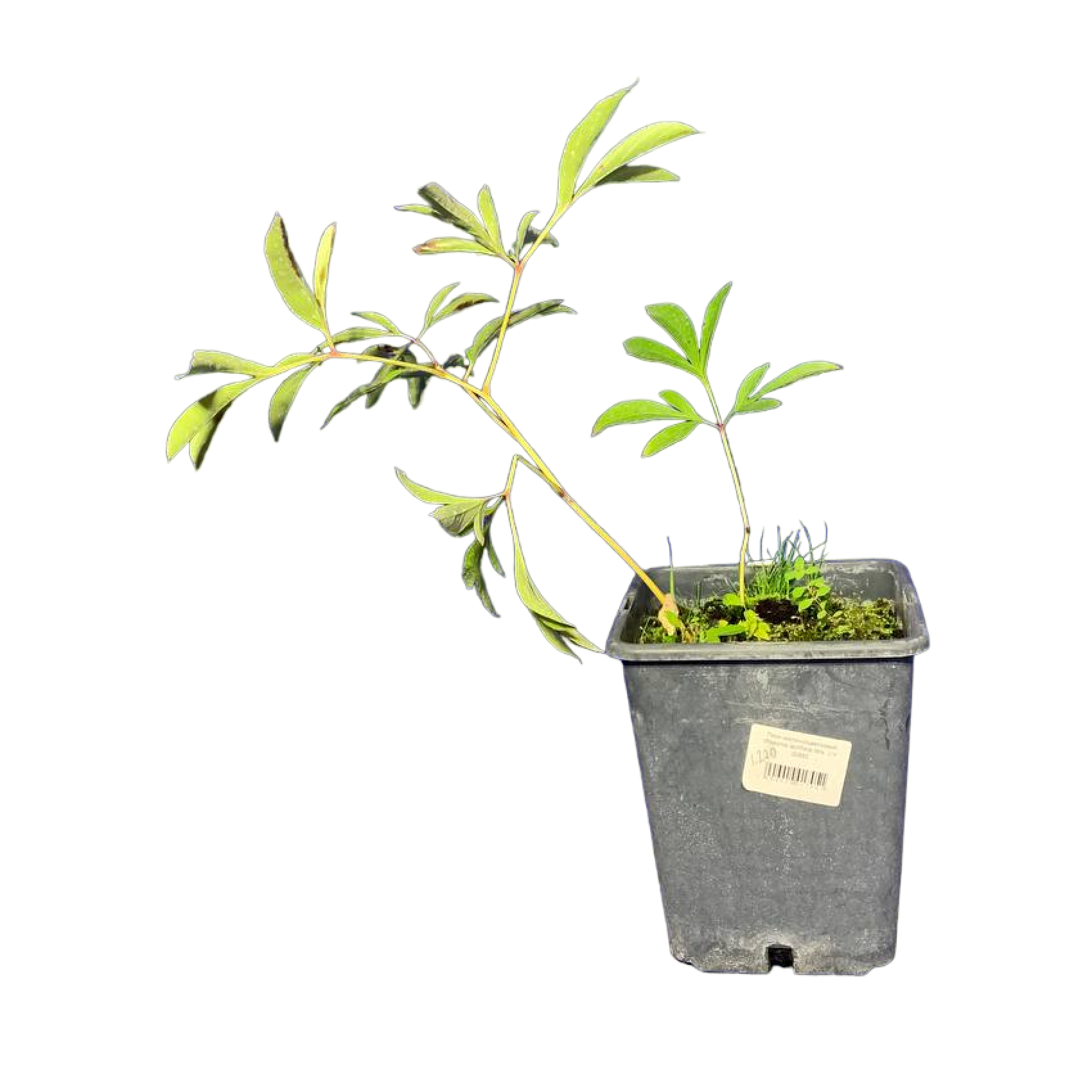 Пион молочноцветковый (Paeonia lactiflora Mrs. J.V. Edlund  C5р)