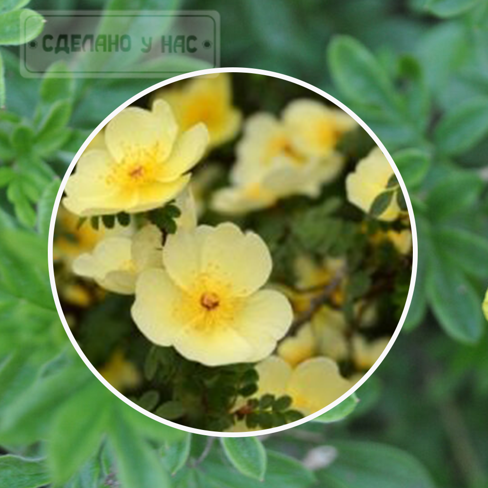 Лапчатка кустарниковая "Primrose Beauty", С2