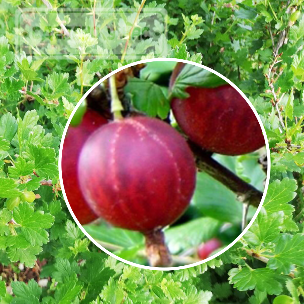 Крыжовник "Сенатор", пакет